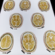 Plastinated slices of the human brain exhibited at the Plastinarium, a museum, teaching center, and body preparations facility created by anatomist Gunther von Hagens, in Guben, Germany.